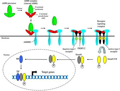 Anti-Müllerian Hormone Signal Transduction involved in Müllerian Duct Regression